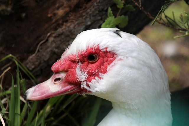 缺席对阿森 缺席对阿森